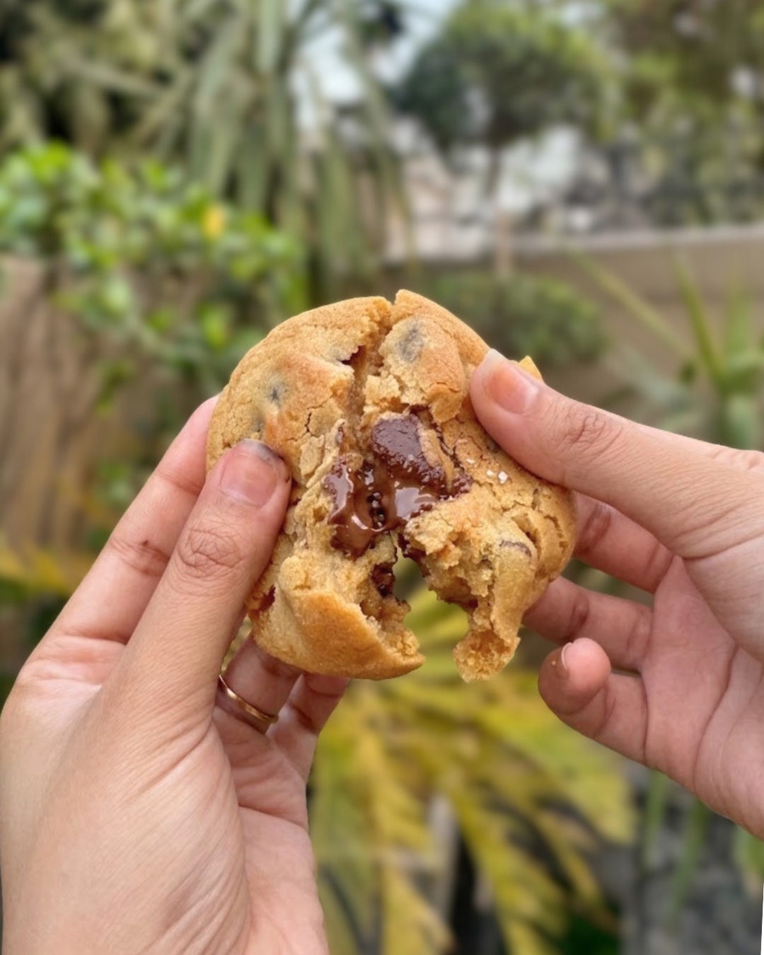 Chocolate Chip Cookie